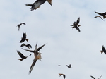 FZ021874 Red kites (Milvus milvus).jpg